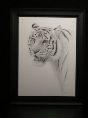 renso tamse tijger tekening